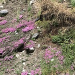 Ausfahrt Pfingsten 2017 Tirano IT (355)_Uwe